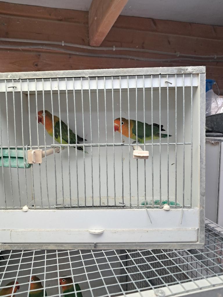 Koppel groen fischeri, agaporniden, parkieten, vogels, Dieren en Toebehoren, Meerdere dieren, Dwergpapegaai of Agapornis, Geringd