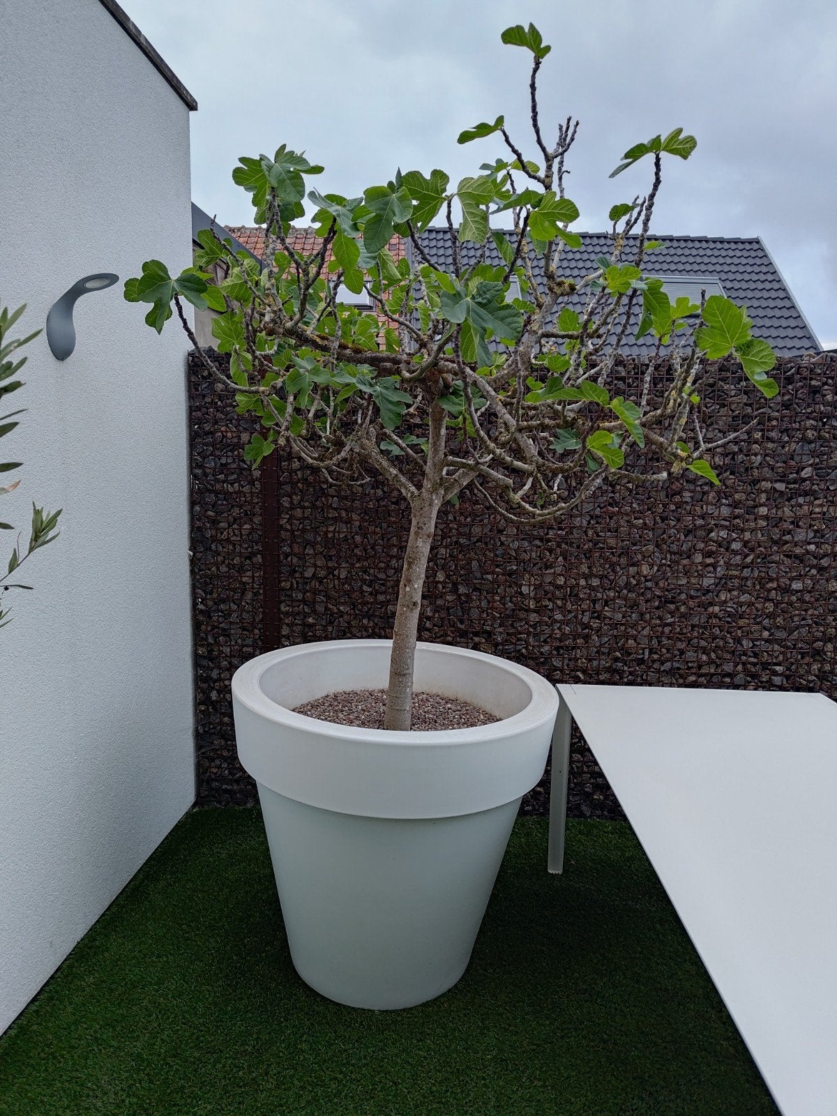 Vijgenboom in pot, Overige soorten, Lente, 100 tot 250 cm, Ophalen