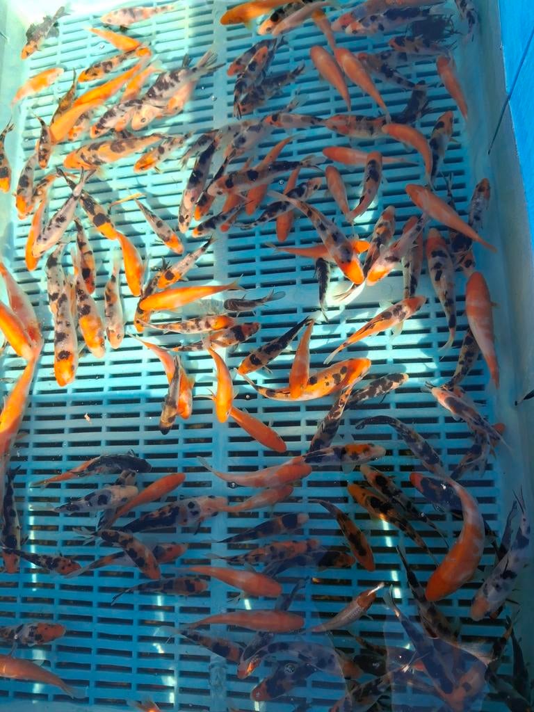 Baby koi japanse nakweek 8/13 cm