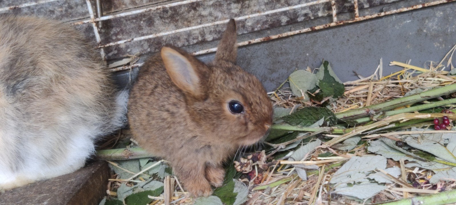jonge mini Rex konijntjes, Sexe inconnu, Nain, 0 à 2 ans