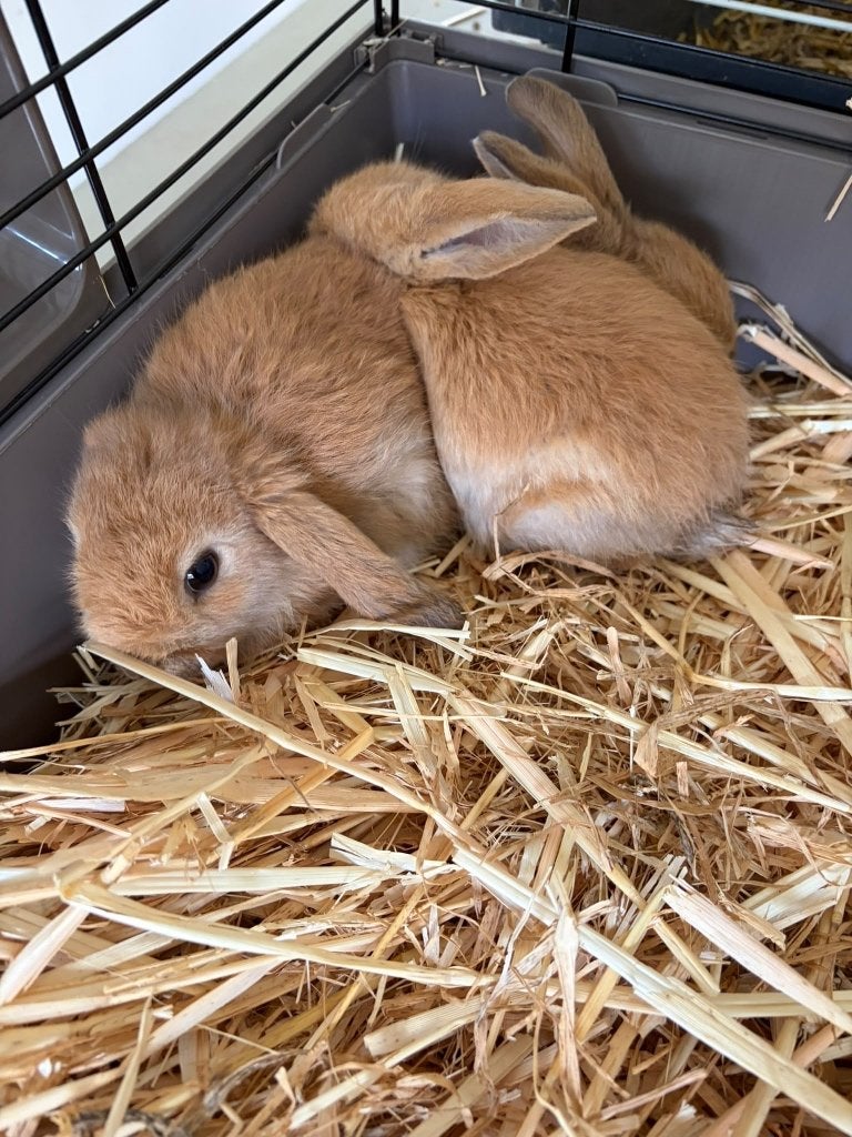 3 Nederlandse hangoorkonijntjes, Dieren en Toebehoren, Meerdere dieren, Middelgroot, Hangoor, 0 tot 2 jaar