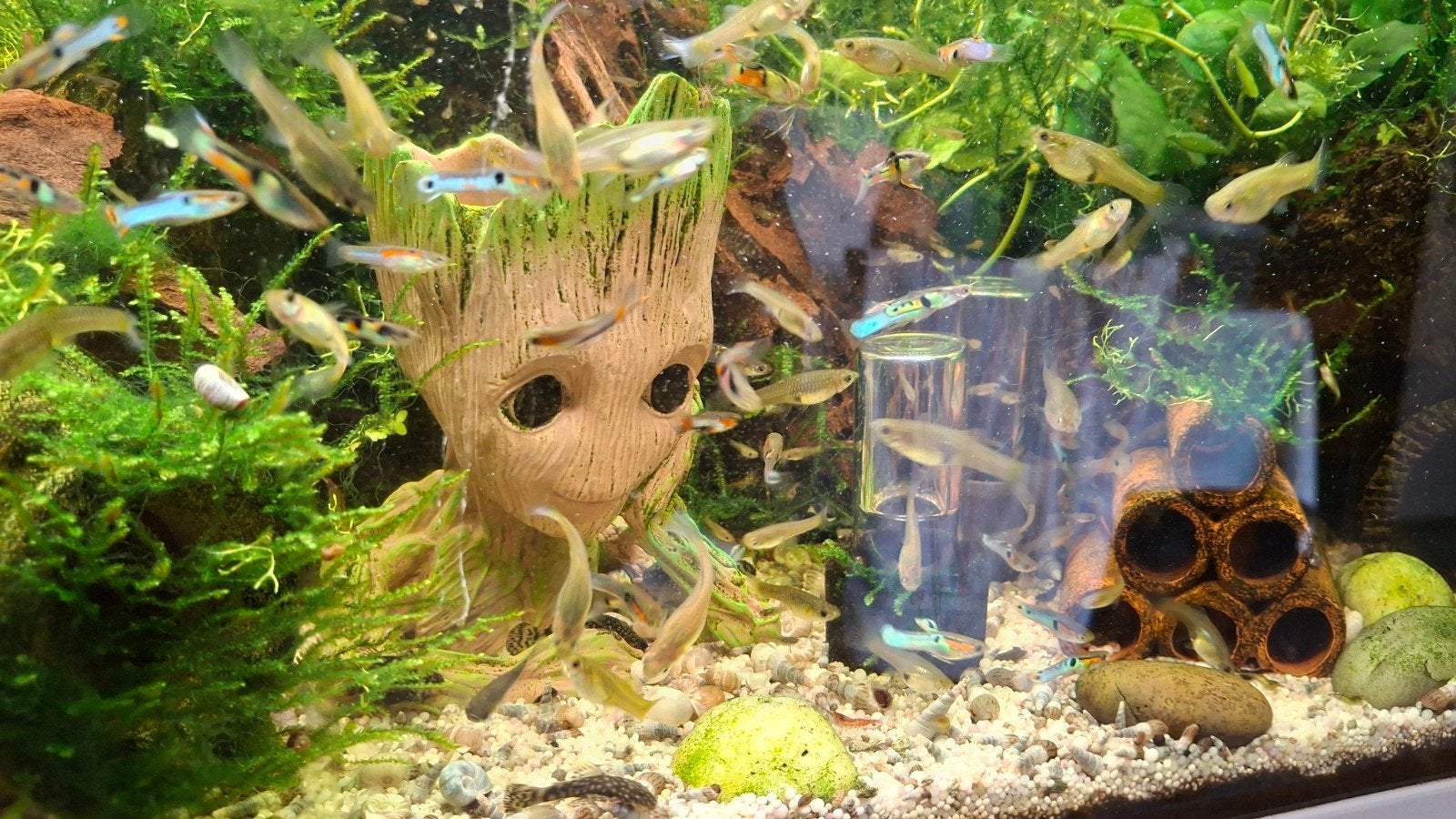 endler guppy's mix . 10 voor 5€, Dieren en Toebehoren