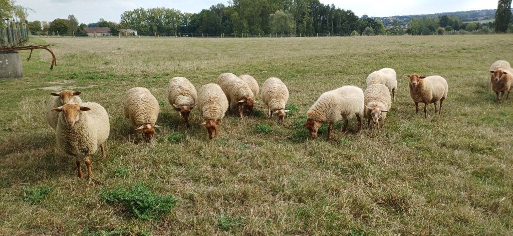 houtland ooitjes feb 2026, Vrouwelijk, Schaap, 0 tot 2 jaar