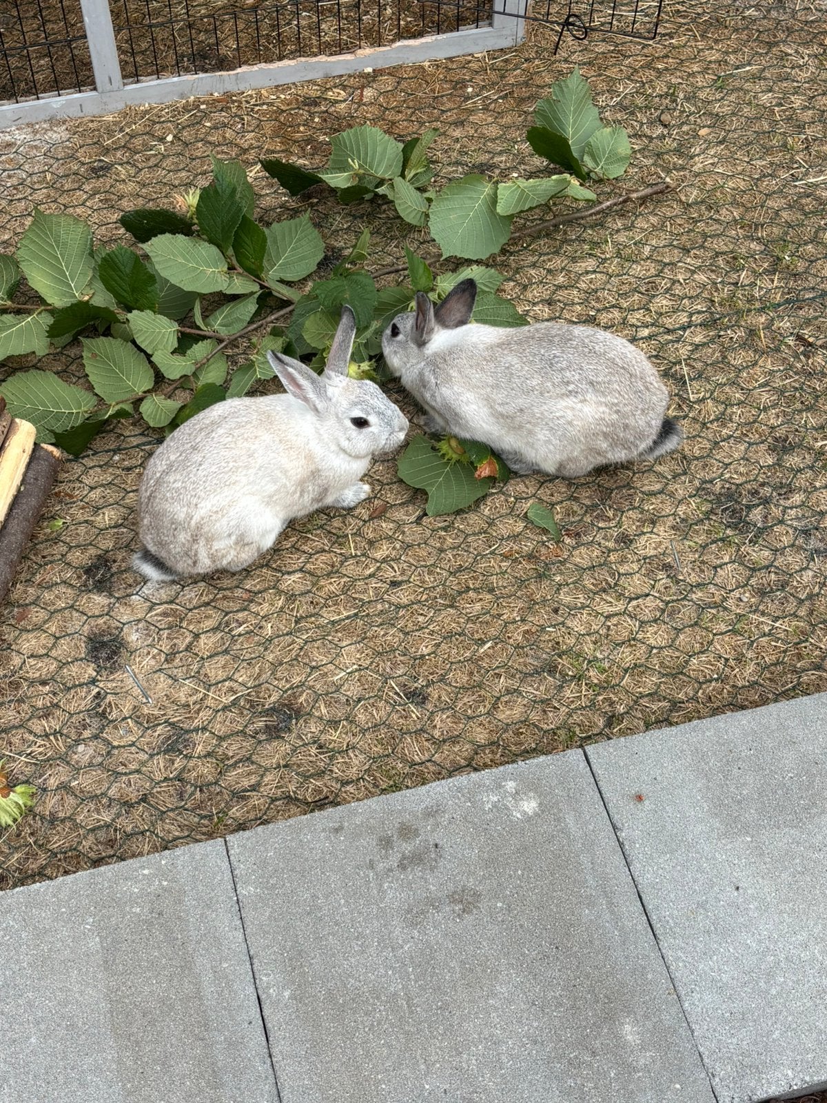 Dwerg konijnen, Dieren en Toebehoren, Konijnen, Dwerg
