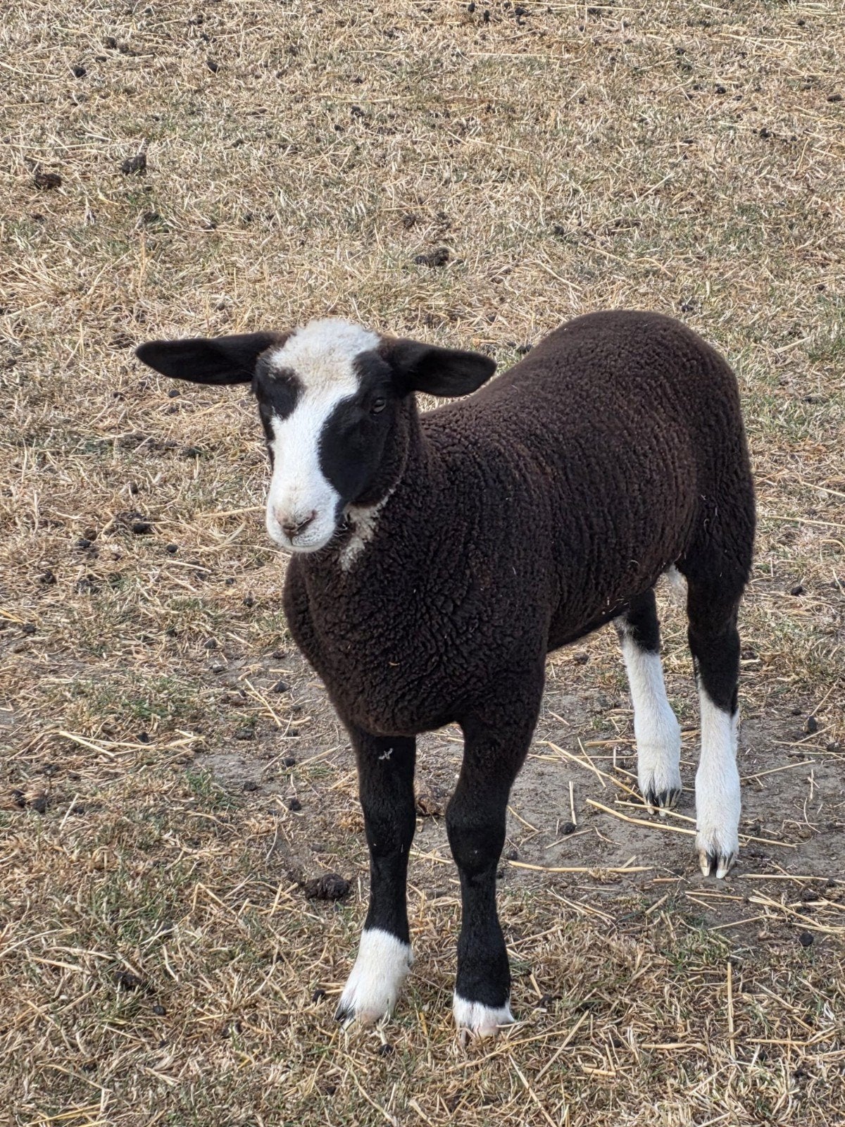 Zwartbles schapen , ooilam, Femelle, Mouton
