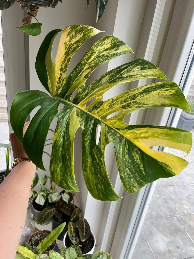Monstera Aurea Variegated cutting #6, Maison & Meubles, Plantes d'intérieur, Enlèvement