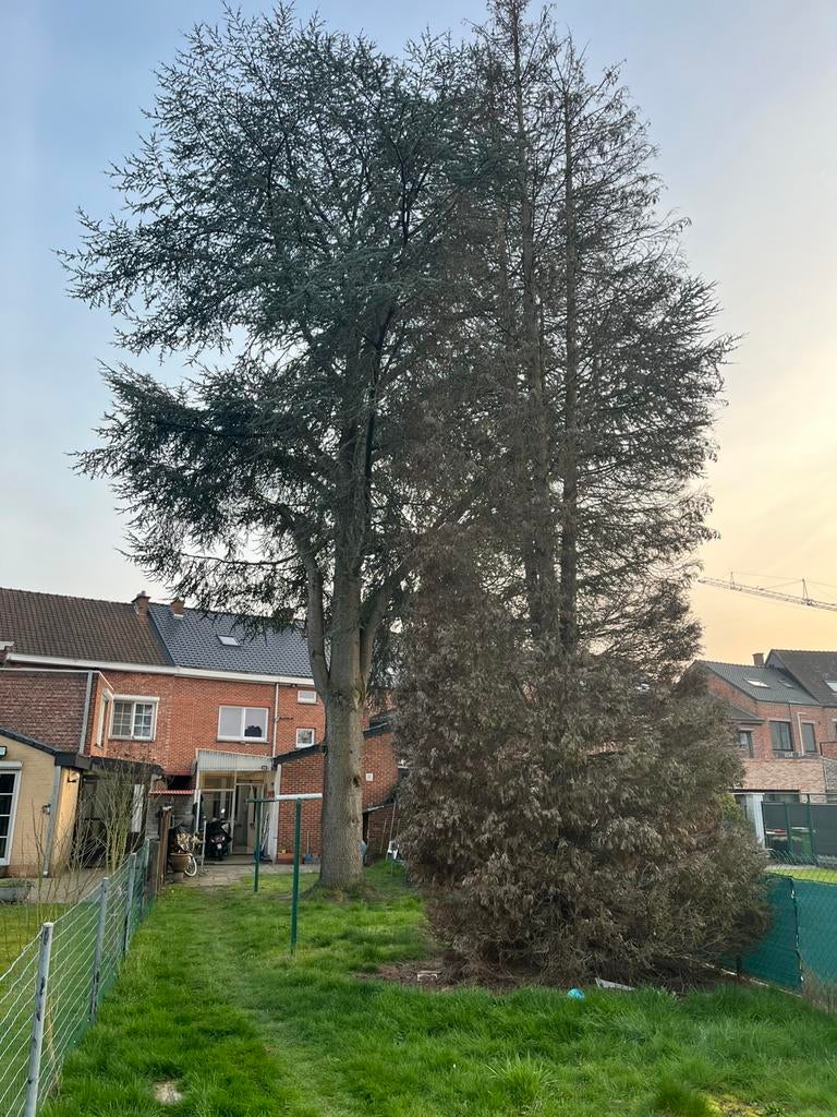Cederhout, Ophalen