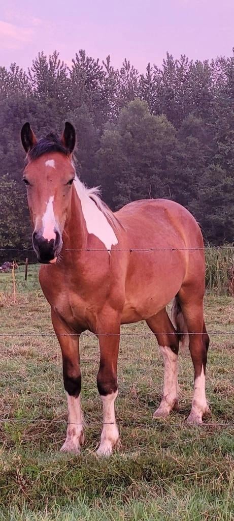 Stevige 3jr ruin, Dieren en Toebehoren, Ruin, Minder dan 160 cm, 3 tot 6 jaar