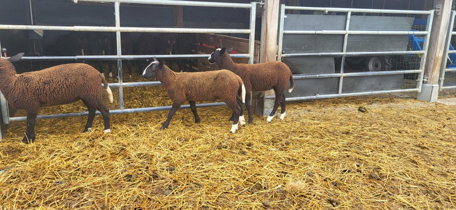 Zwartbles lammeren, Animaux & Accessoires, Moutons, Chèvres & Cochons, Mouton, 0 à 2 ans
