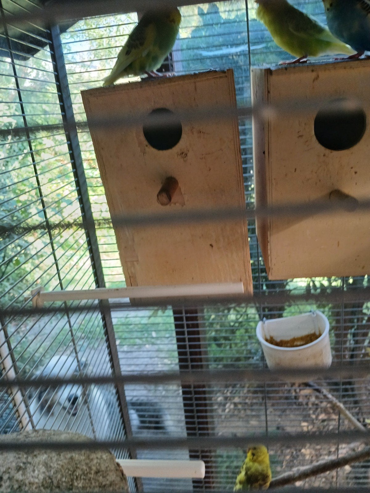 2 grasparkieten voor 10euro, Dieren en Toebehoren, Ophalen
