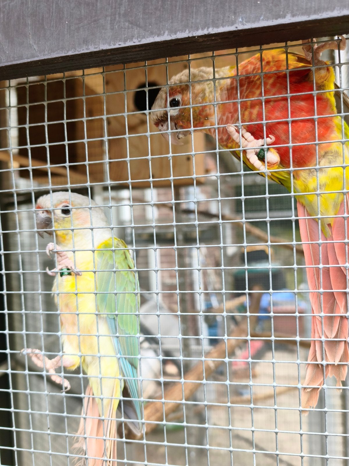 Plusieurs couple de conure a vendre, Animaux & Accessoires