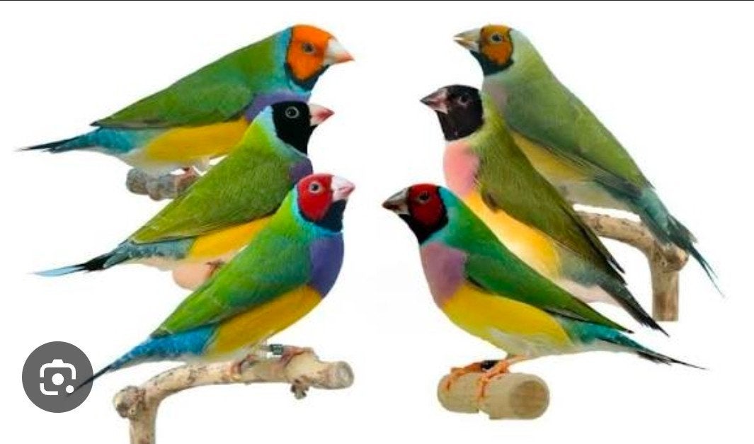 gezocht zuiver wildkleur gouldamadine, Dieren en Toebehoren, Vrouwelijk, Tropenvogel, Geringd