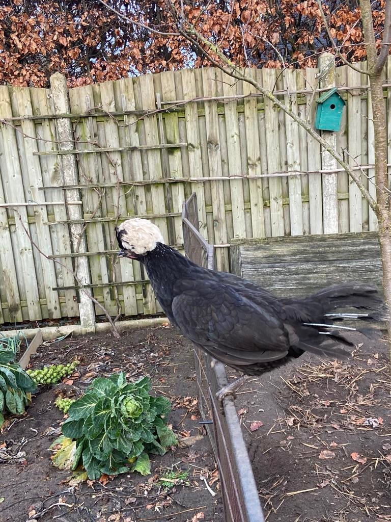 Broedeieren Hollandse kuifhoen, Dieren en Toebehoren, Pluimvee