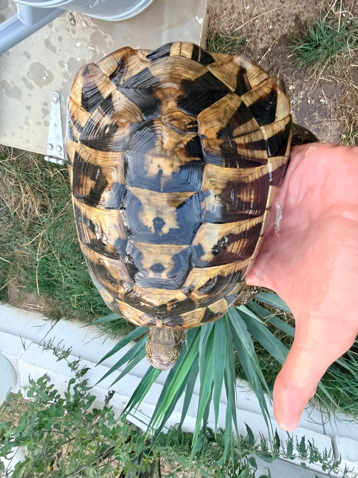Herman boetgeri adulte, Animaux & Accessoires, Reptiles & Amphibiens, Tortue