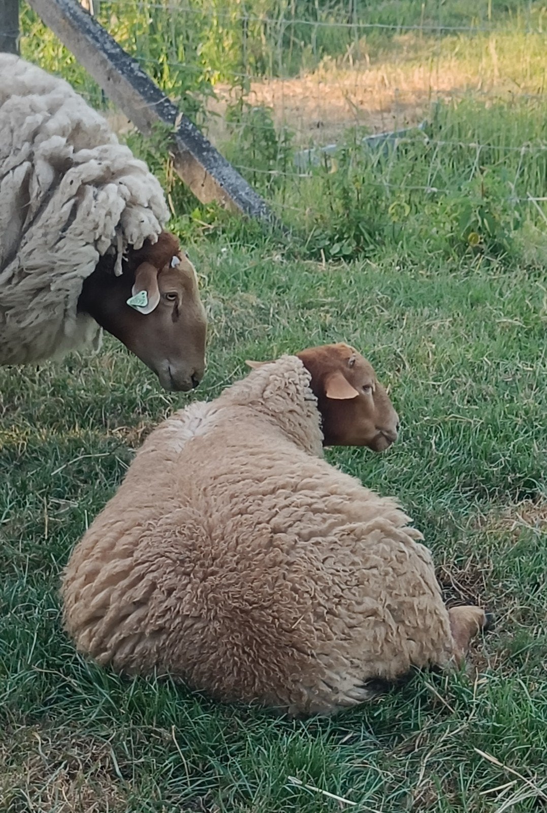 Ardense Voskop ram lammeren, 2 stuks, ingeschreven, Mâle, Mouton, 0 à 2 ans