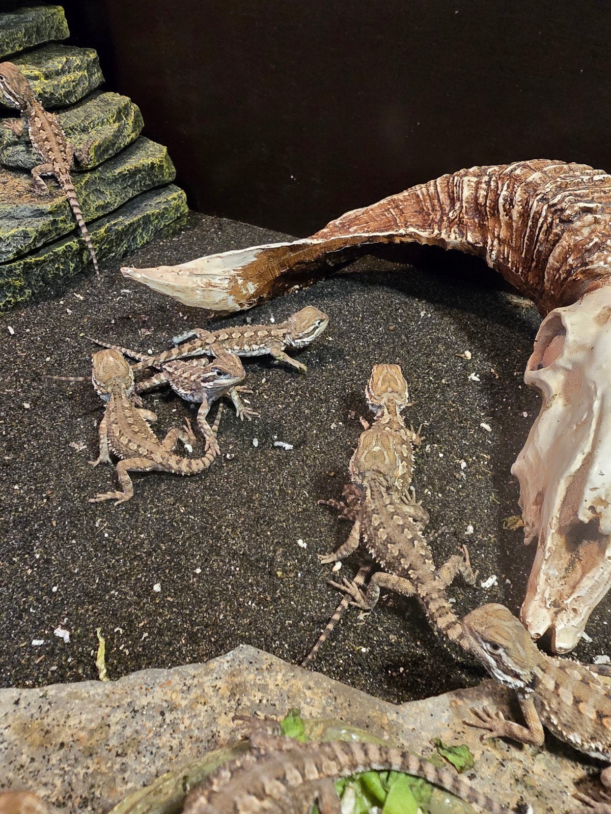 Prachtige dwergbaardagamen (Pogona henrylawsoni) NK 2026