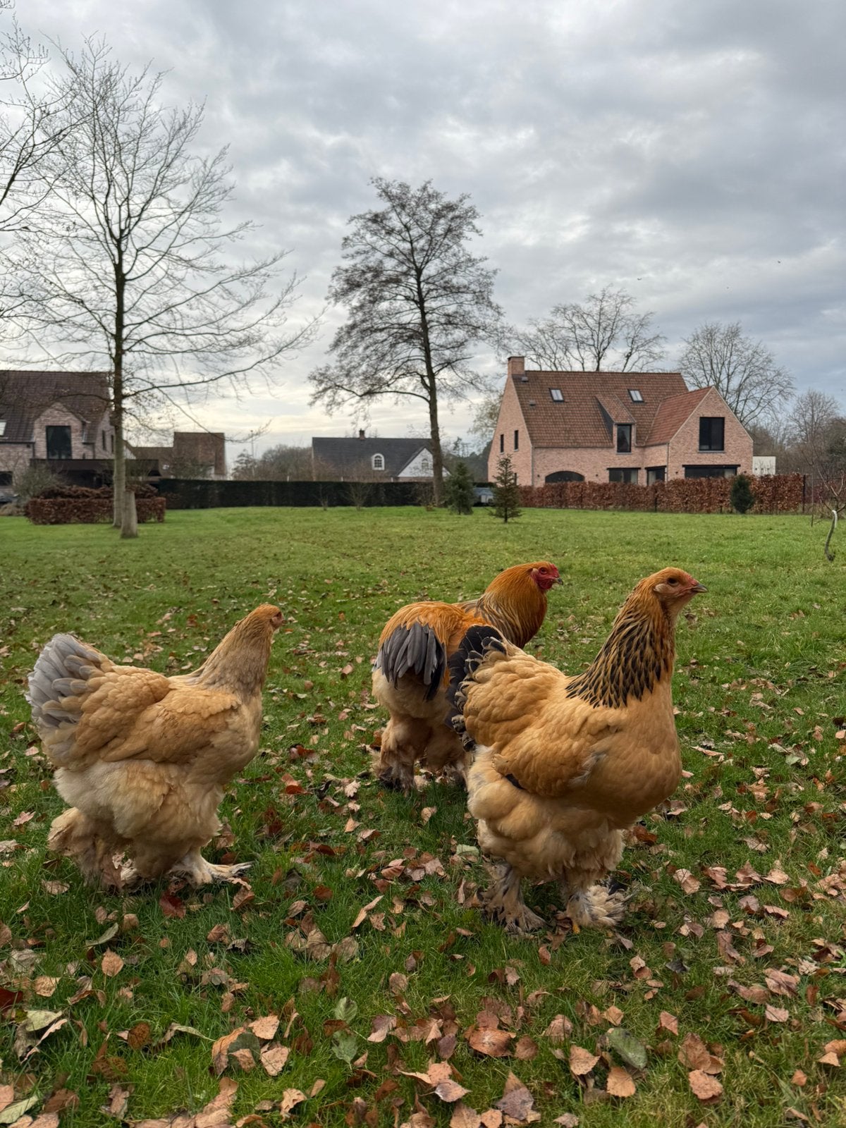 Broedeieren brahma, Dieren en Toebehoren, Pluimvee, Kip