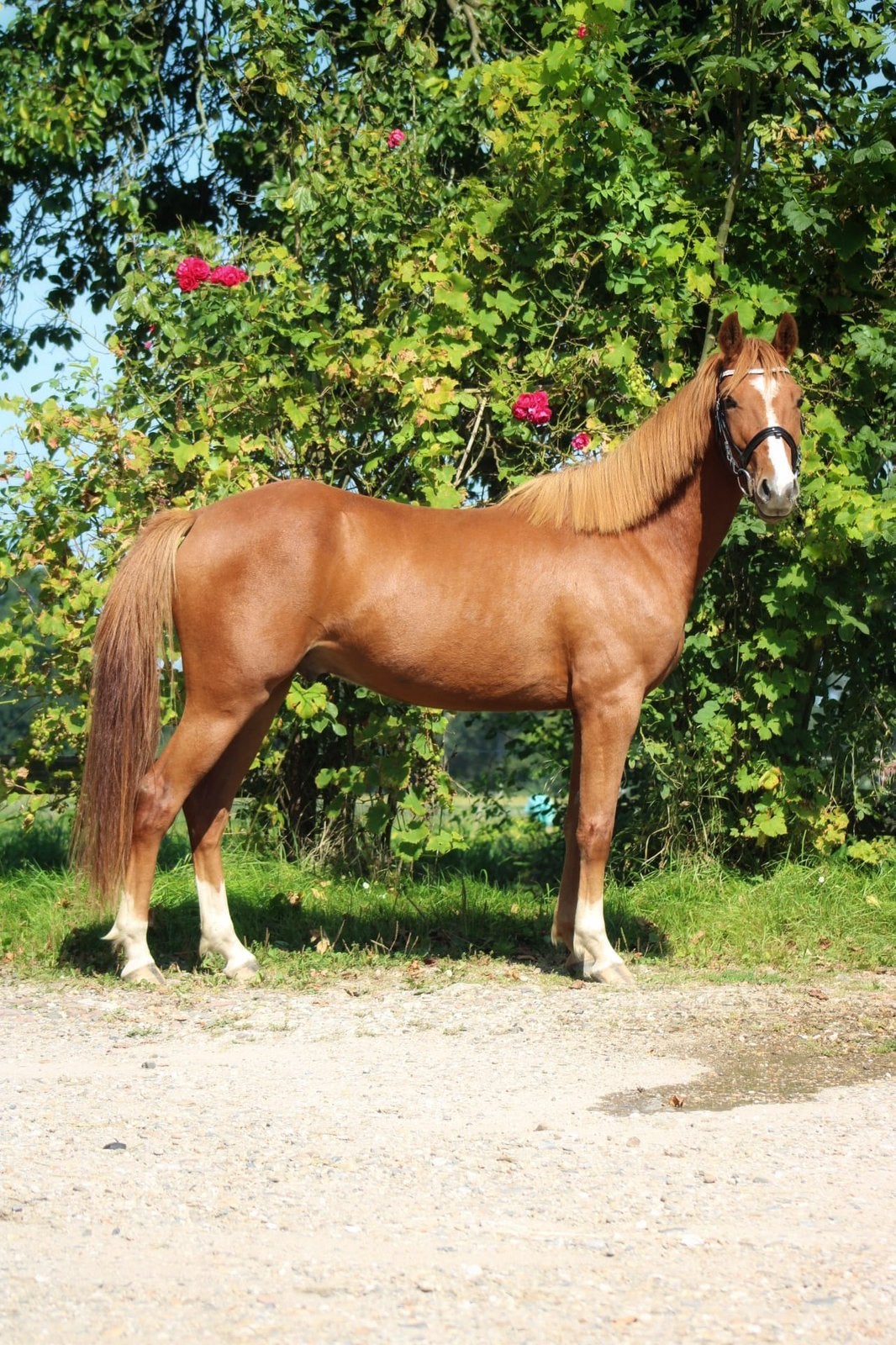 Knappe D-pony ruin, Gechipt, Ruin, Dressuurpony, M