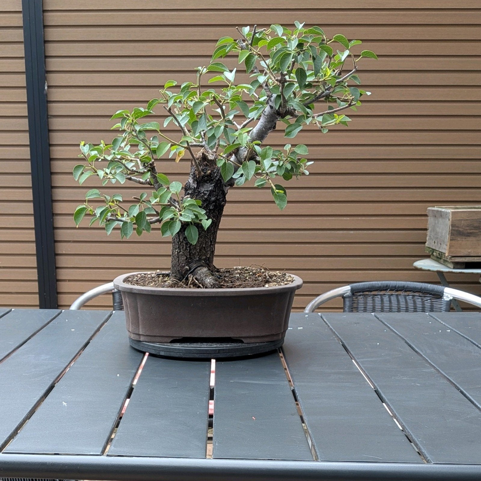bonsai, Jardin & Terrasse, Enlèvement