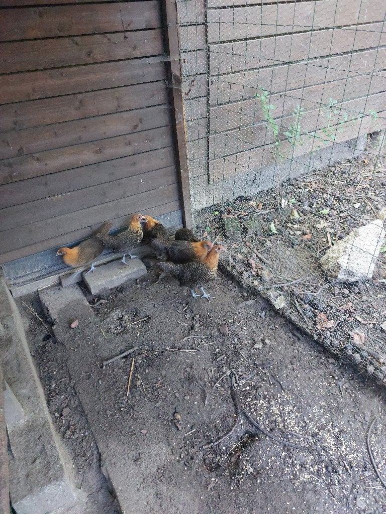 leghennen, Plusieurs animaux, Poule ou poulet