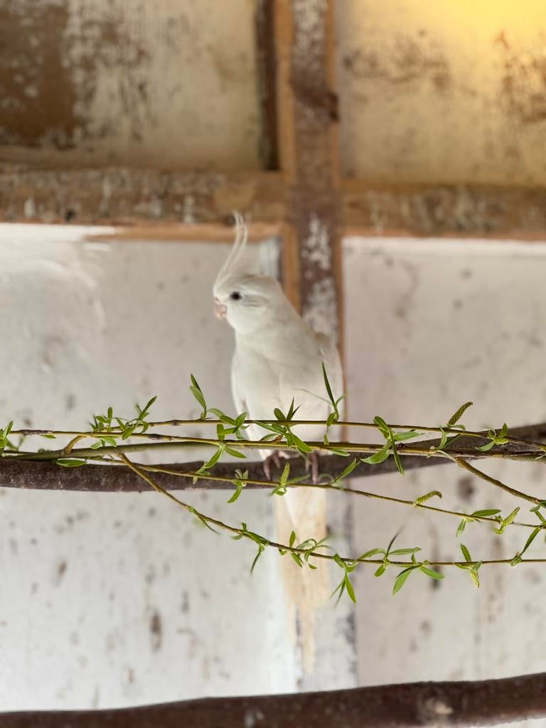Callopsittes à vendre, Dieren en Toebehoren