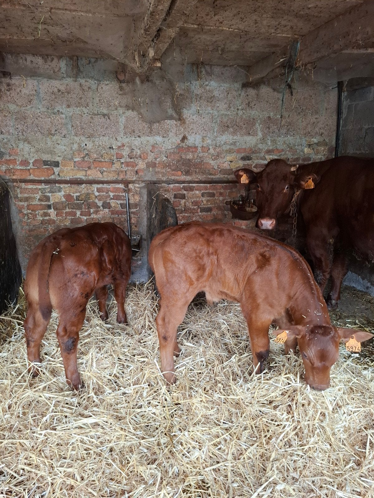 West-Vlaams rode dekstier kalfjes, Animaux & Accessoires, Animaux Autre, Mâle, Juin