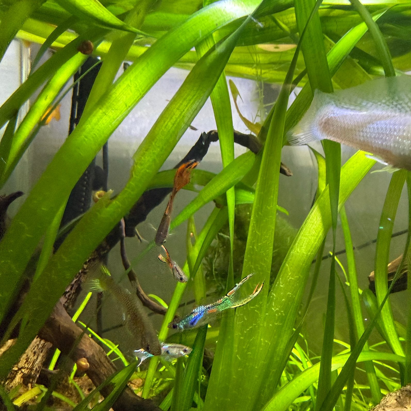 Endler guppy and mollys, Animaux & Accessoires