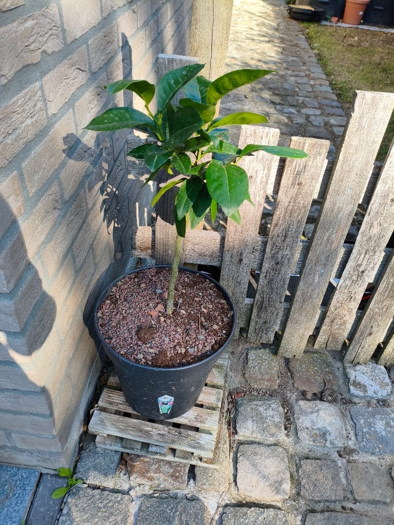 Agrume rustique citradia sur fa5, Enlèvement, En pot