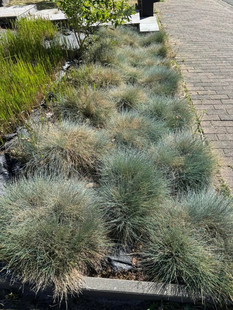 Schapengras (Festuca Glauca), Tuin en Terras, Ophalen