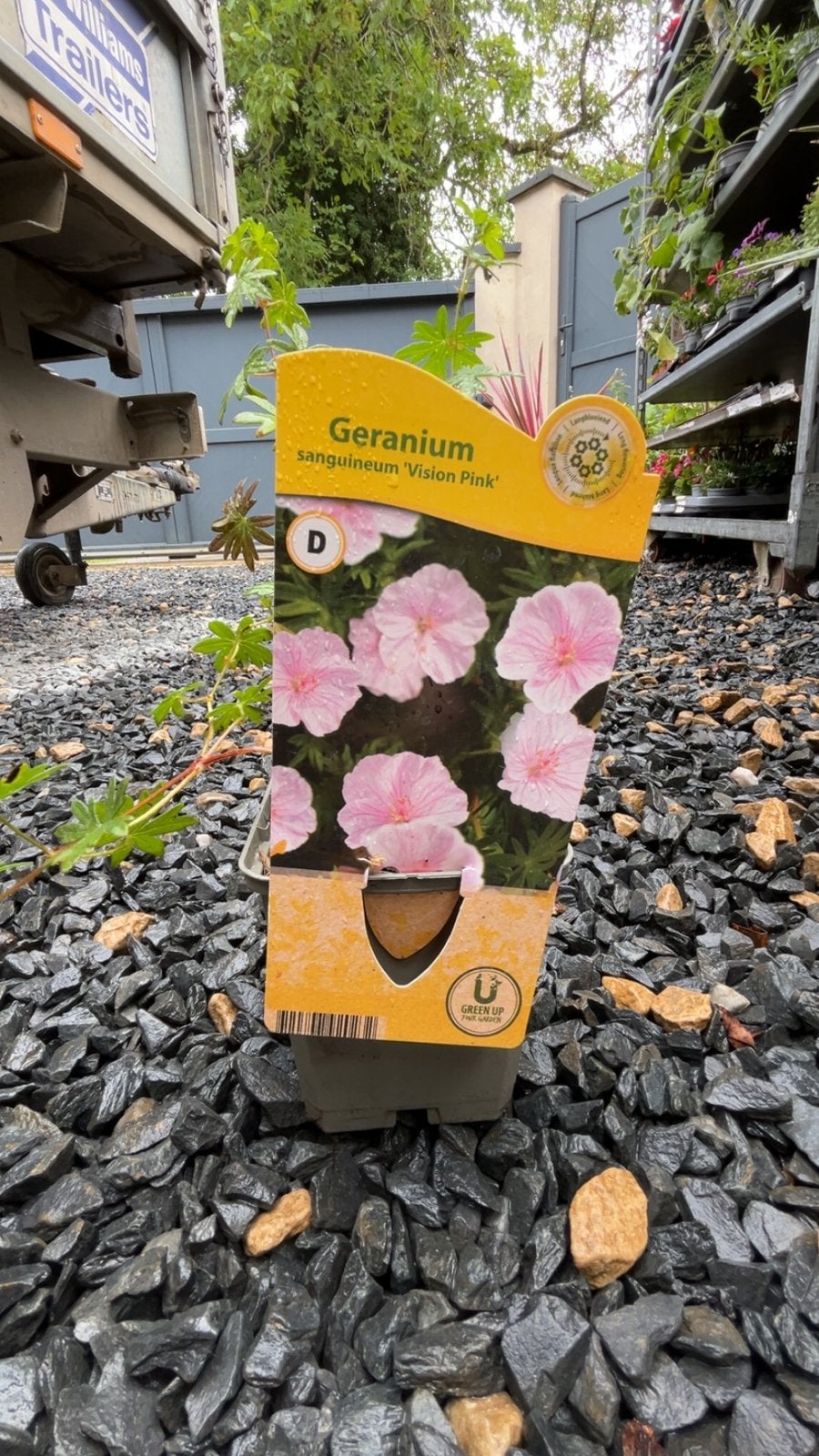 Geranium sanguineum ‘Vision Pink’ – Géranium vivace, Jardin & Terrasse, Plantes | Jardin, Enlèvement ou Envoi