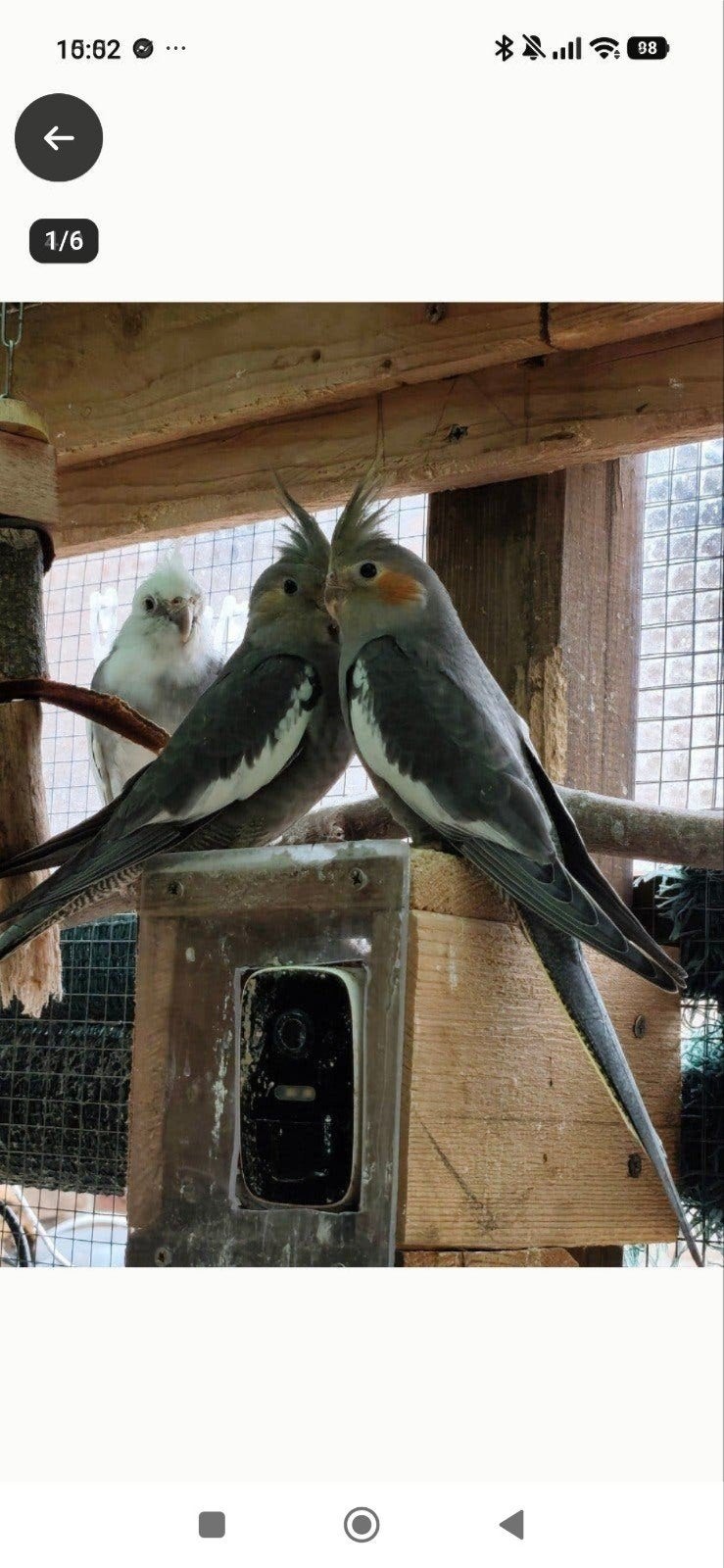 jonge valkparkieten, Dieren en Toebehoren, Geringd