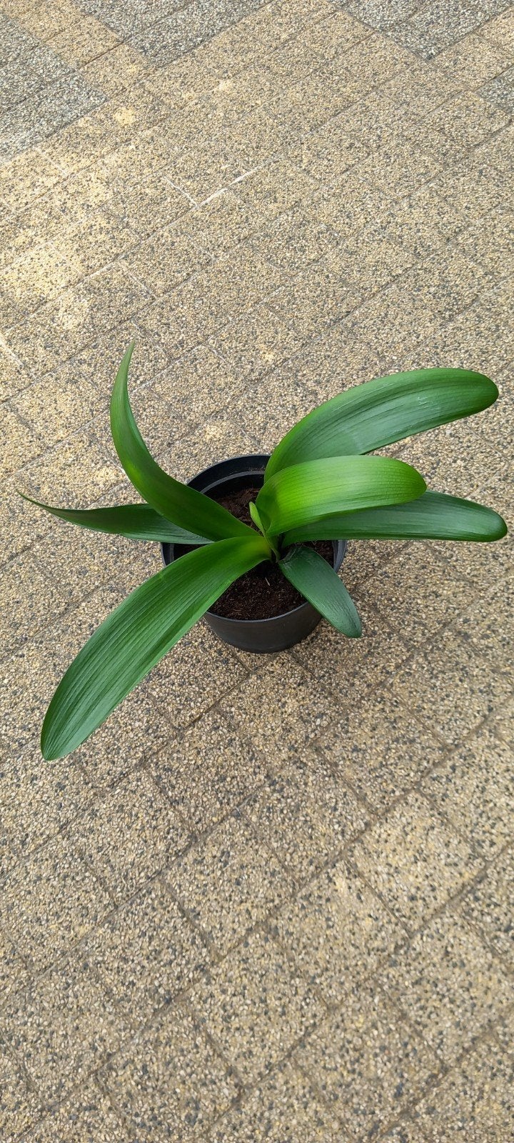 Clivia of Sint-Jozef plant - bladlengte 30 cm, Bloeiende kamerplant, Ophalen of Verzenden, Halfschaduw, Minder dan 100 cm