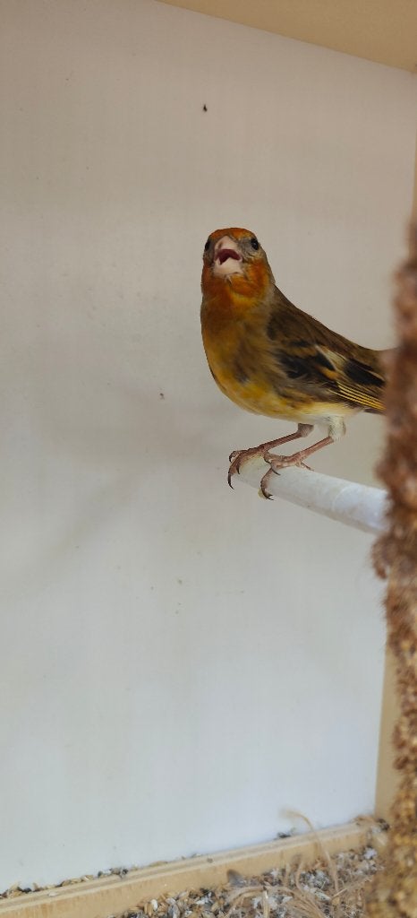 Distelvink x Kanarie (Man) Bastaard Putter, Dieren en Toebehoren, Vogels | Kanaries, Mannelijk, Bastaard