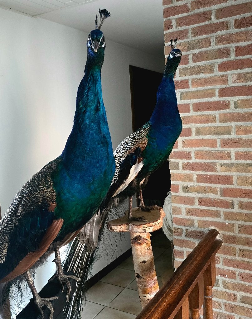 animaux en peluche et oiseaux : poulets, échasses, autruches, Enlèvement ou Envoi, Neuf, Animal de ferme, Animal empaillé
