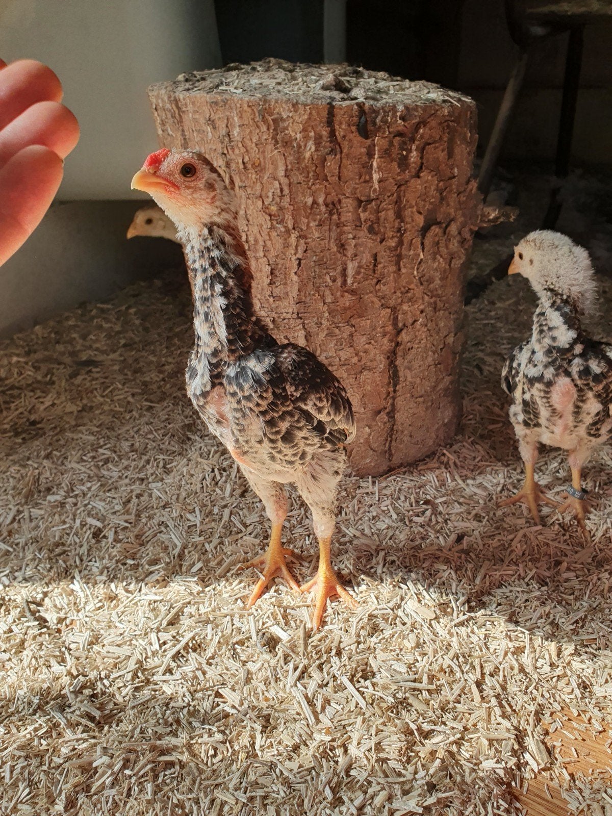 ko shamo haan, Dieren en Toebehoren
