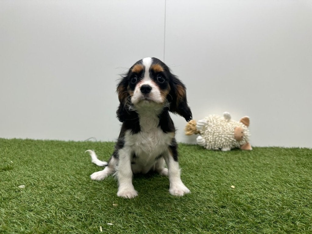 Cavalier King Charles Spaniël Pups, Dieren en Toebehoren, België, 8 tot 15 weken, CDV (hondenziekte), Meerdere