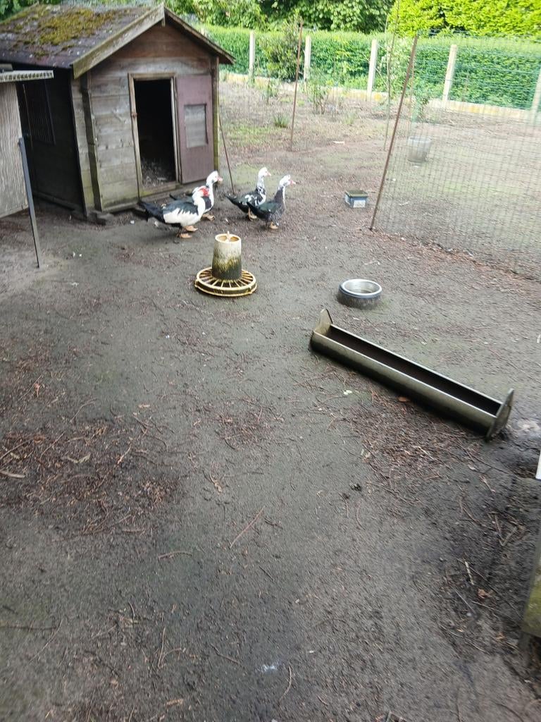 Barbarie eenden, Dieren en Toebehoren