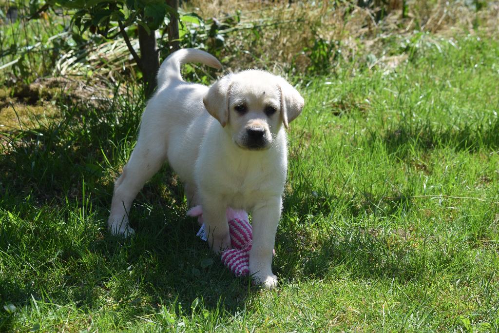 Labrador pups, crèmekleurig, Parvo, België, 8 tot 15 weken, Labrador retriever