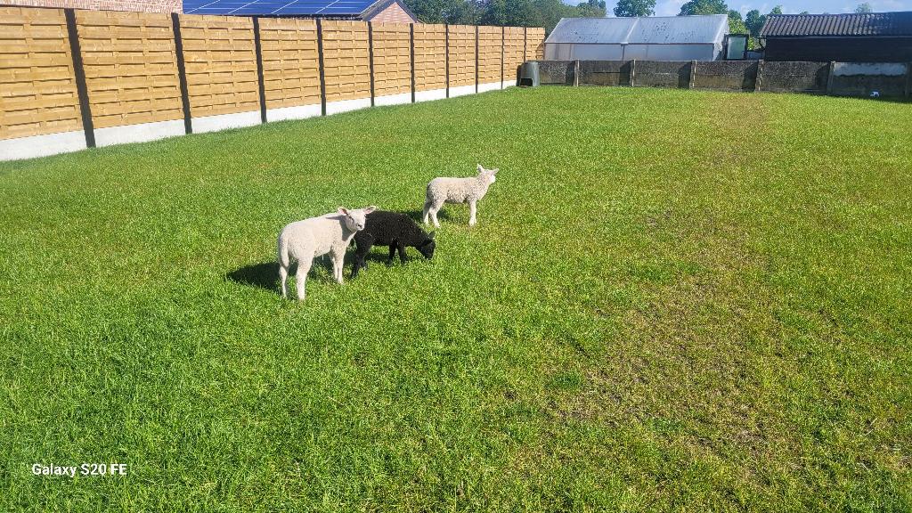 3 melk lammetjes, Dieren en Toebehoren