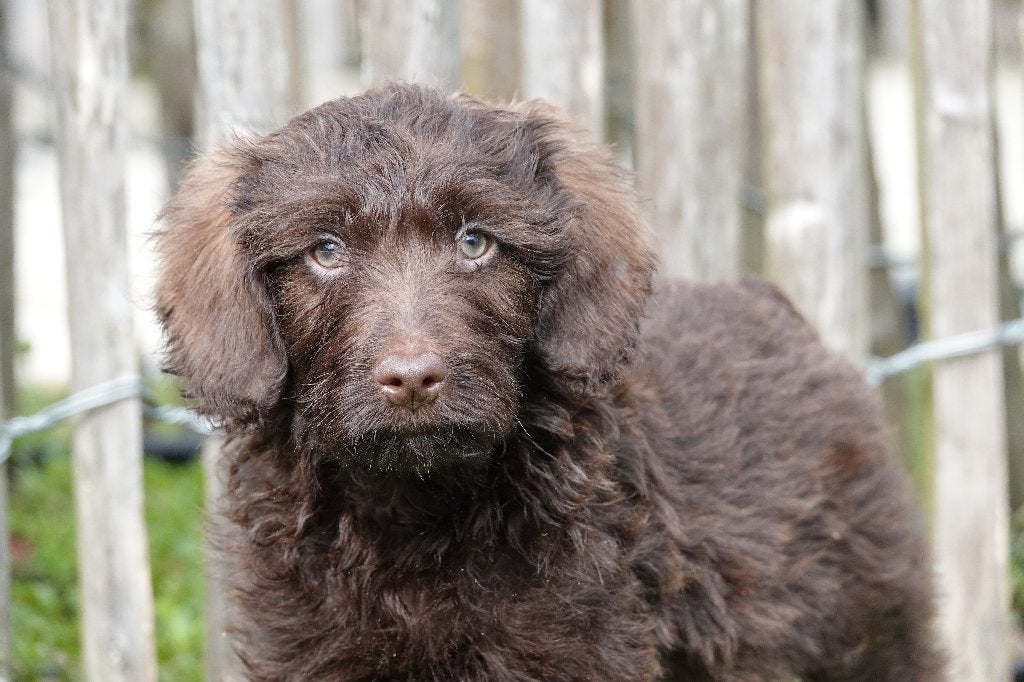 Chiots Labradoodle de petite et moyenne taille en chocolat, 15 semaines à 1 an, Parvovirose, Autres races, Éleveur | Professionnel