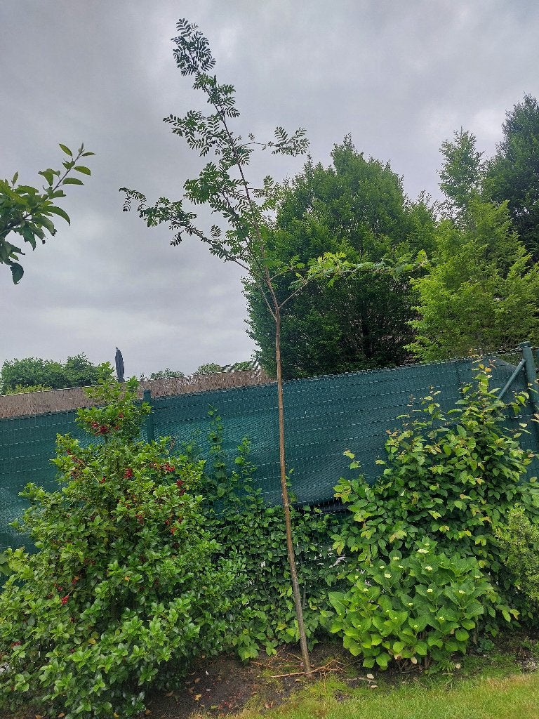 Sorbus aucuparia - Gewone lijsterbes - >5m, Ophalen, Lente, Halfschaduw, 400 cm of meer