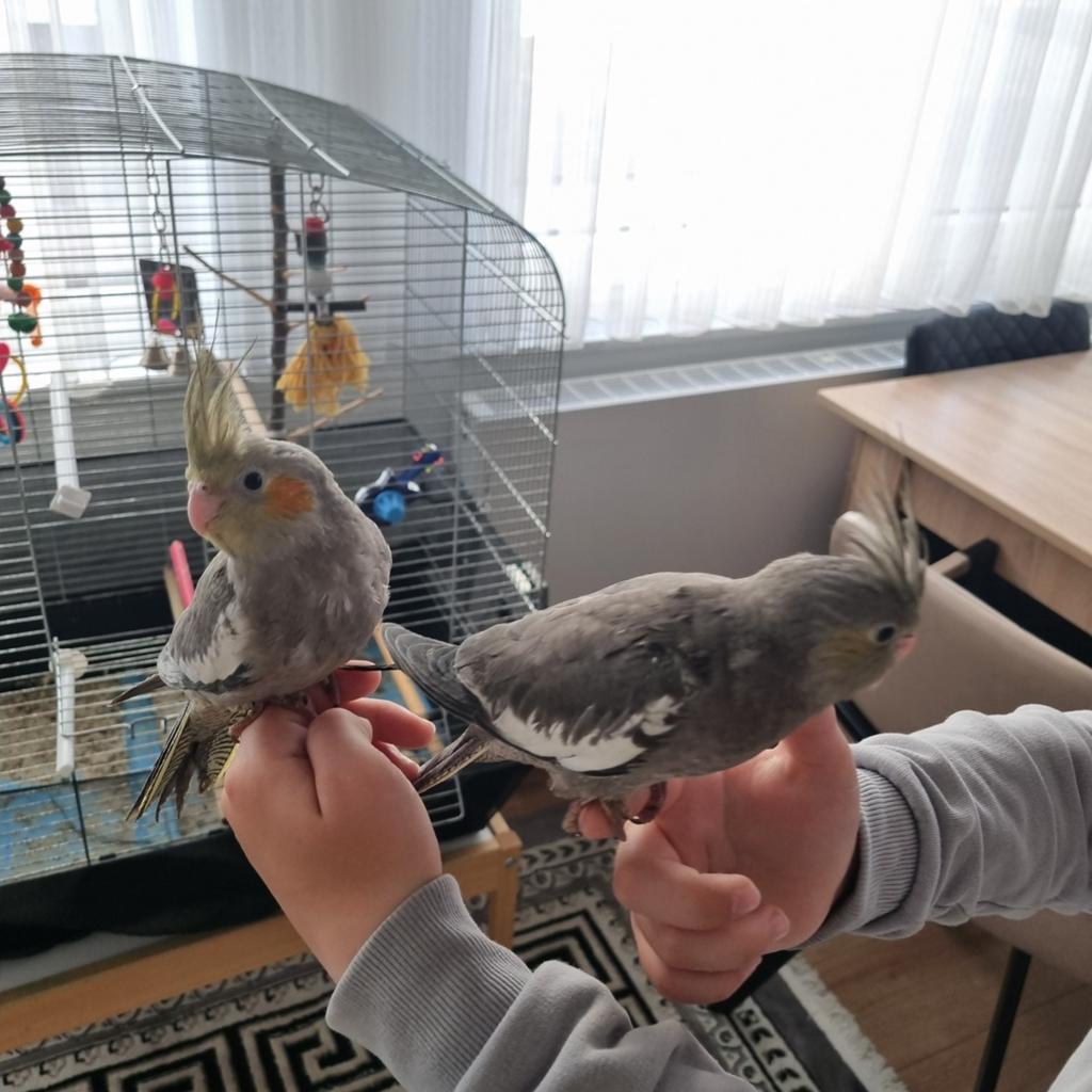 Tamme valkparkieten, Geslacht onbekend, Parkiet, Tam
