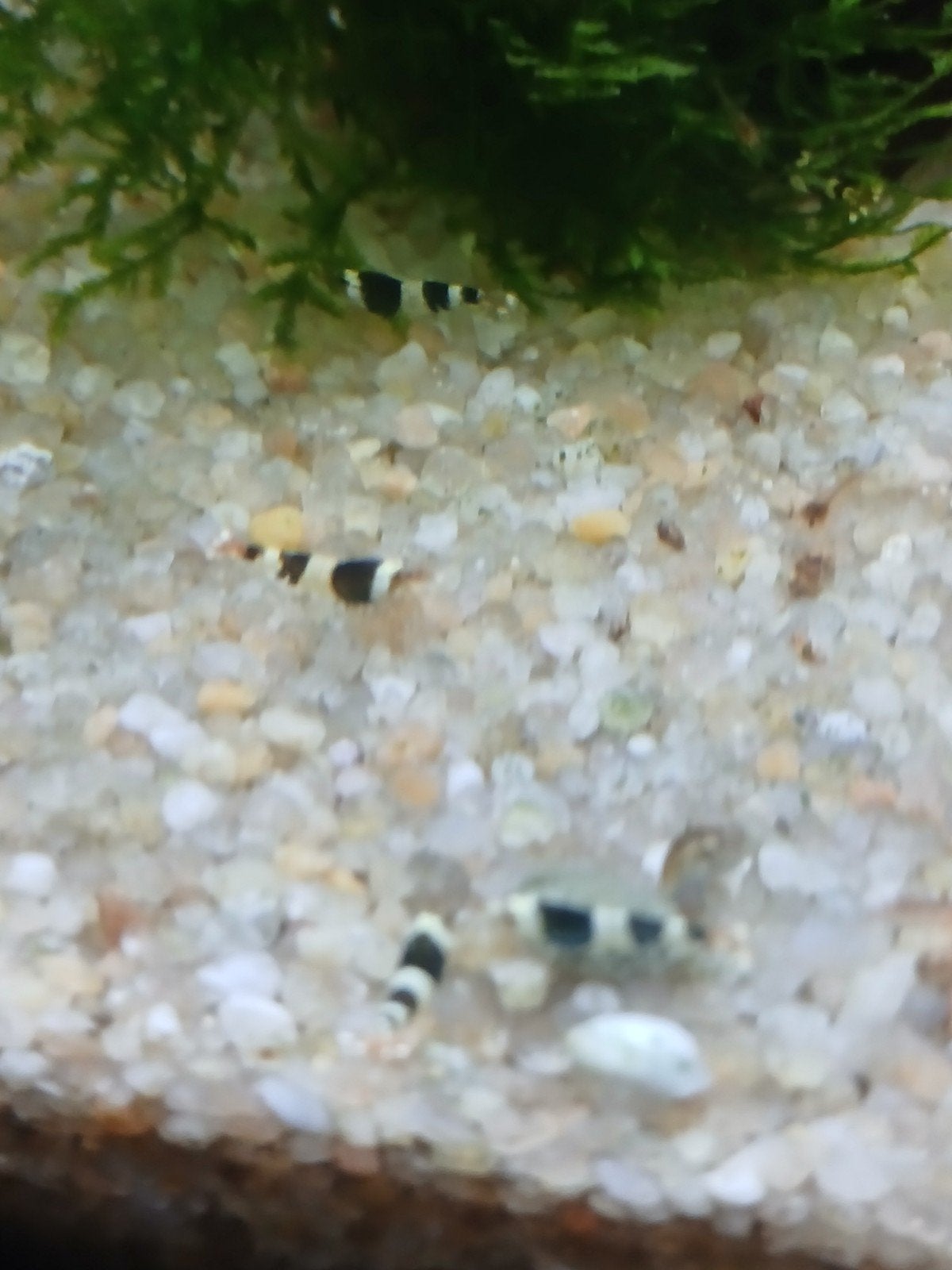 Crystal Black Cardina, Kreeft, Krab of Garnaal, Zoetwatervis, Schoolvis
