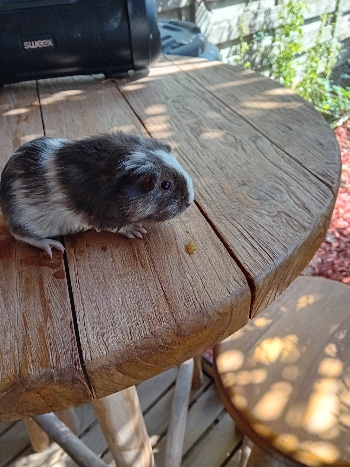 prachtige cavia beertjes, Animaux & Accessoires, Rongeurs, Juin, Cobaye
