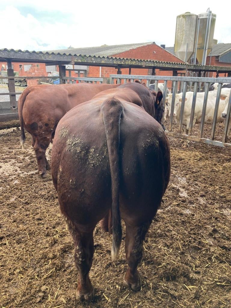 West-Vlaams rode dekstier, Dieren en Toebehoren, Mannelijk, 3 tot 6 jaar