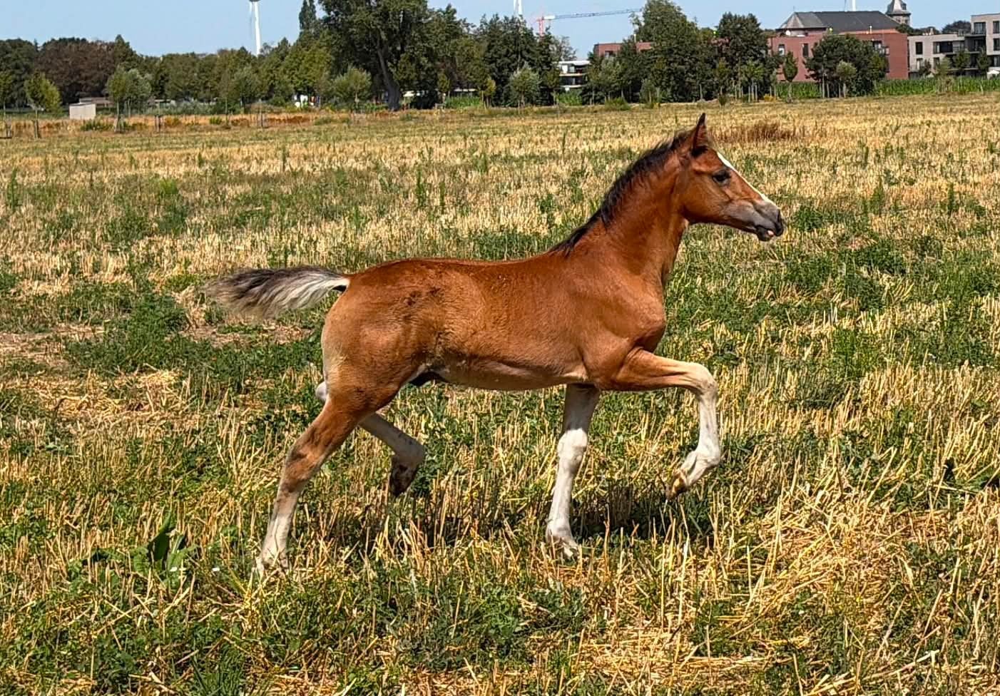 poulain en épi gallois, Moins de 160 cm, Étalon, 0 à 2 ans, Non dressé