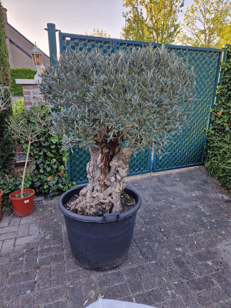 Olijfboom bonsai in pot., Ophalen, In pot, Olijfboom