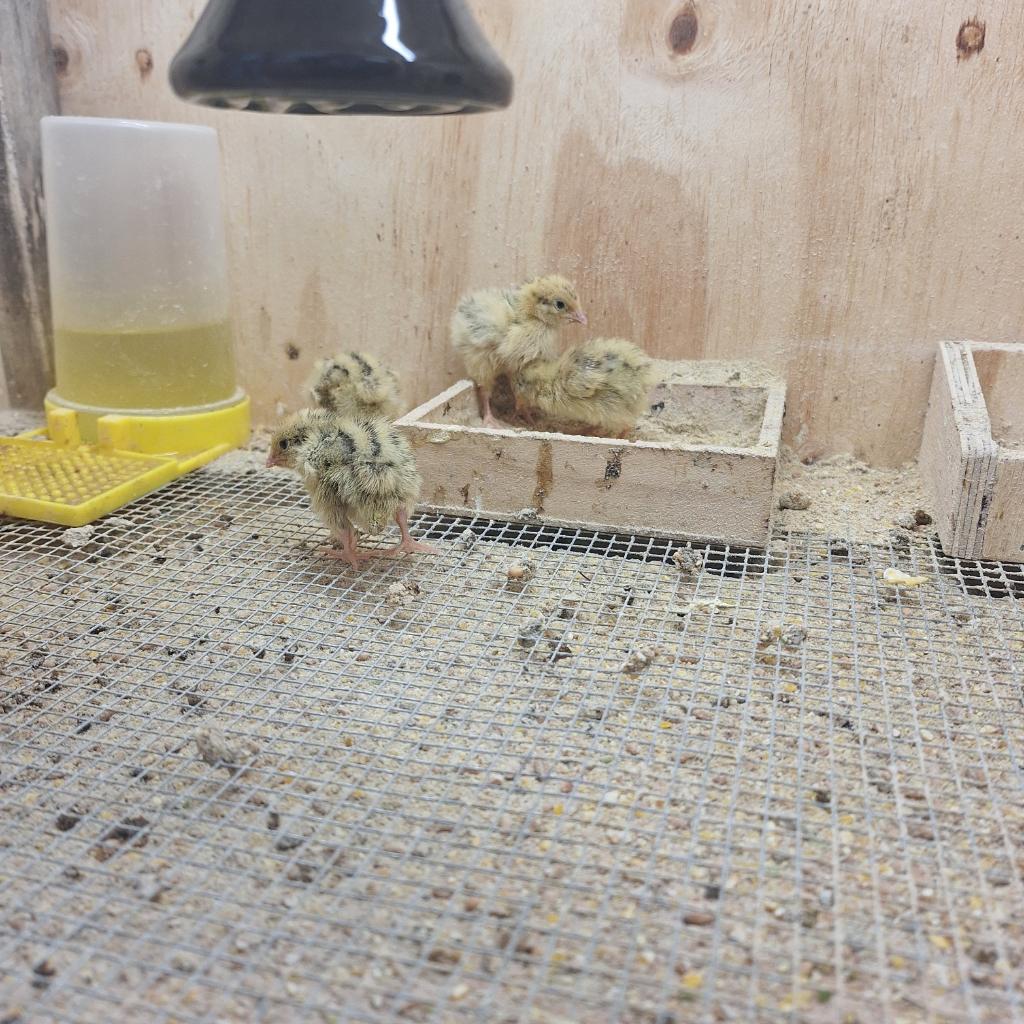 kuikens japanse kwartel, Dieren en Toebehoren, Pluimvee, Overige soorten