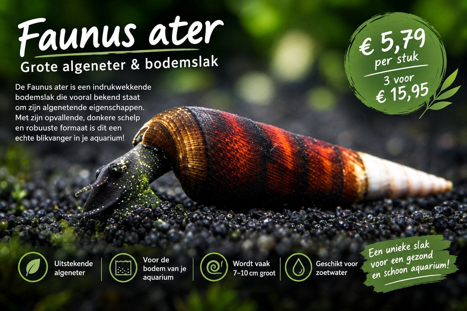 faunus ater, Animaux & Accessoires, Escargot ou Mollusque, Poisson d'eau douce, Banc de poissons