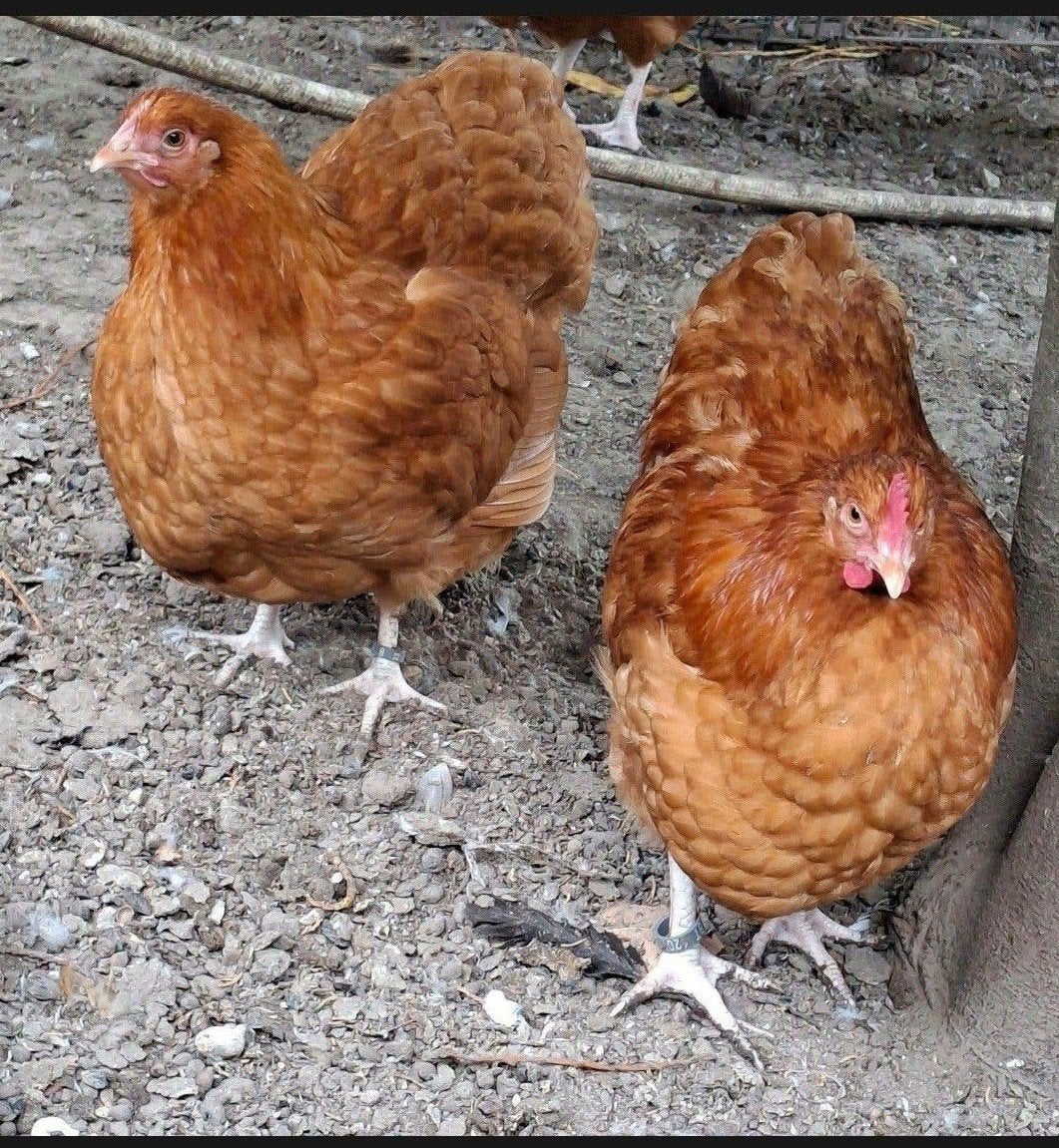 Koppel buff orpington kriel, Dieren en Toebehoren, Meerdere dieren, Kip